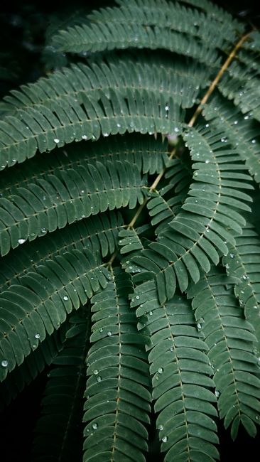 Detail Gambar Daun Tropis Estetik Number 10