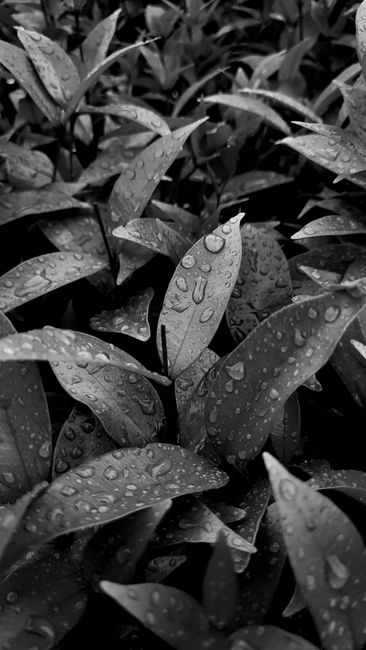 Detail Gambar Embun Pagi Di Daun Number 17