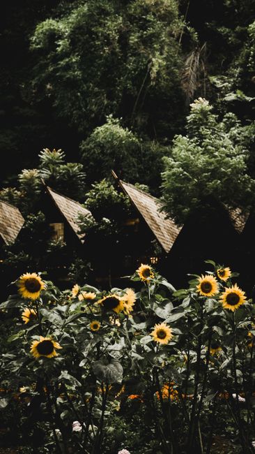 Foto Bunga Matahari Di Kebun