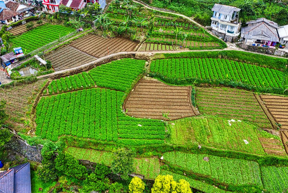 Detail Foto Kebun Organik Yang Hijau Number 15
