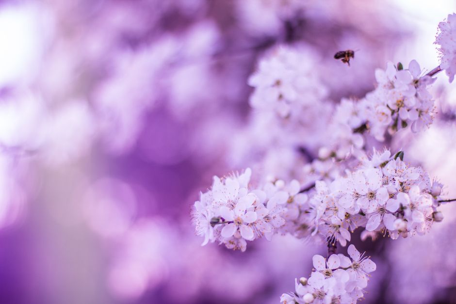 Detail Wallpaper Bunga Sakura Hd Number 3