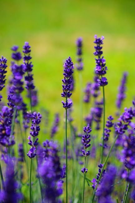 Gambar Bunga Lavender Di Kebun