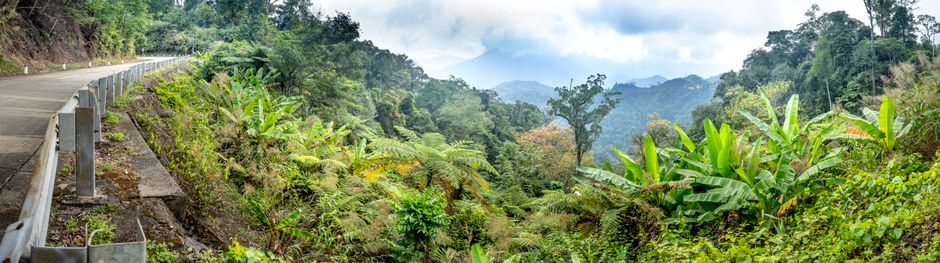 Detail Gambar Panorama Hutan Tropis Number 5