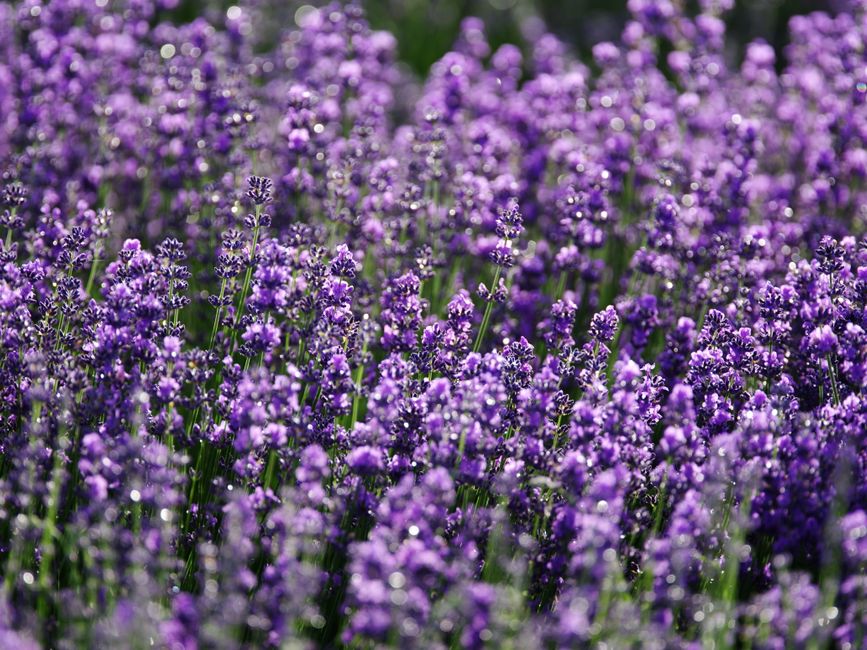 Detail Gambar Bunga Lavender Di Kebun Number 17