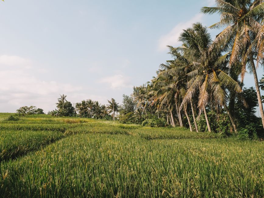 Detail Foto Sawah Hijau Di Bali Number 6