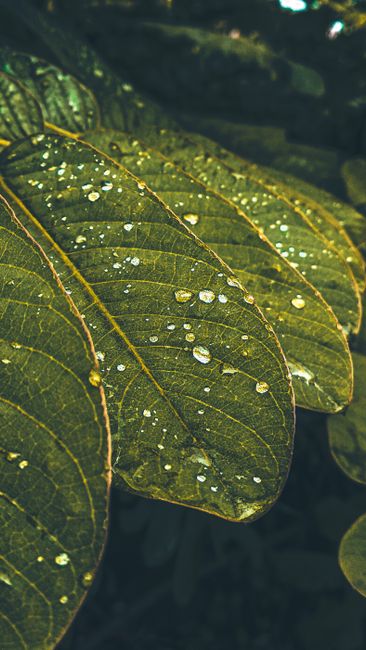 Detail Gambar Embun Pagi Di Daun Number 18