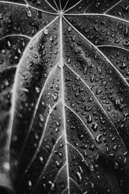Detail Gambar Embun Pagi Di Daun Number 20
