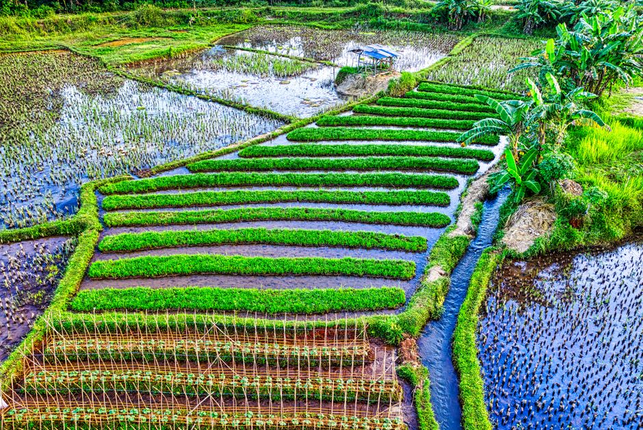 Detail Gambar Sawah Vector Indonesia Number 14