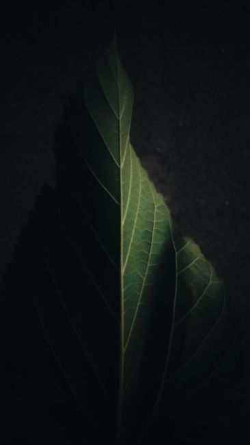 Detail Wallpaper Daun Hijau Minimalis Number 10