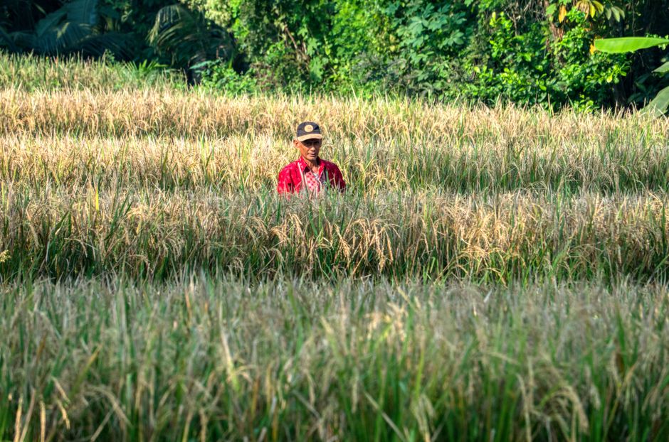 Detail Gambar Sawah Menguning Saat Panen Number 12