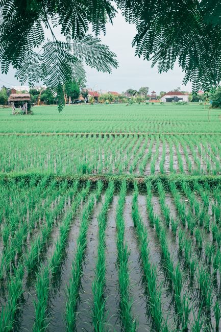 Detail Foto Sawah Hijau Di Bali Number 18