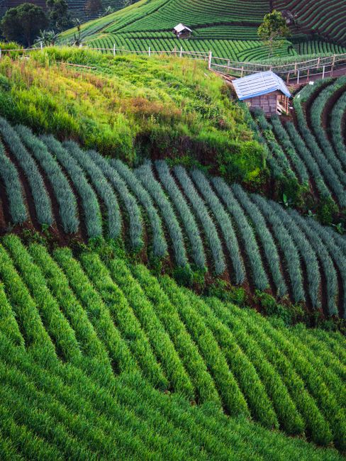 Detail Foto Kebun Organik Yang Hijau Number 11