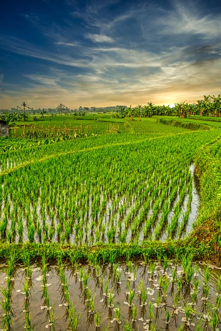 Detail Gambar Pemandangan Sawah Yang Indah Number 13