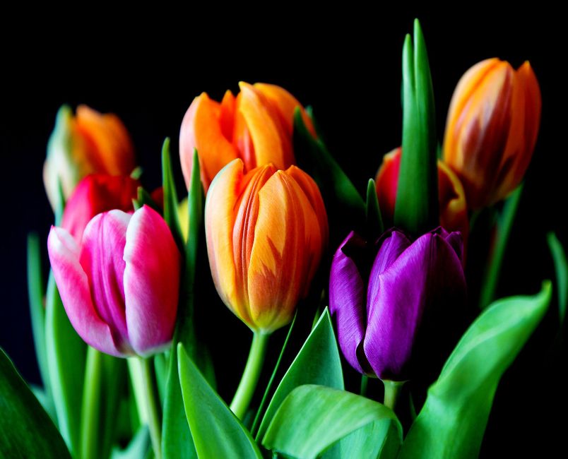 Detail Gambar Bunga Tulip Warna Warni Number 13