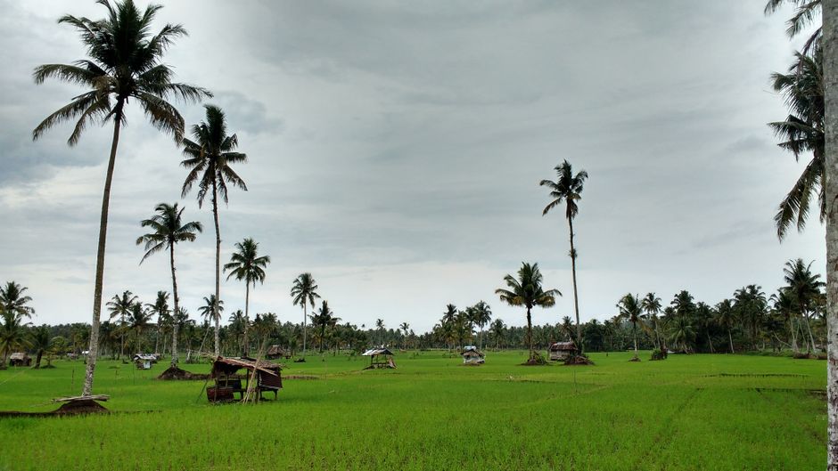 Detail Foto Hujan Di Tengah Sawah Number 4