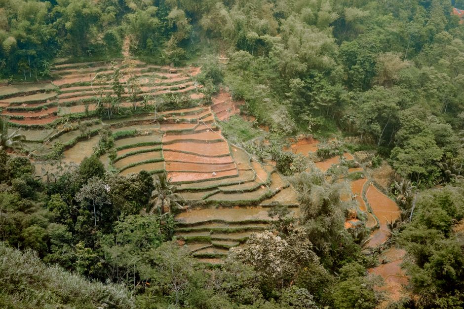 Gambar Terasering Sawah Dari Drone F141