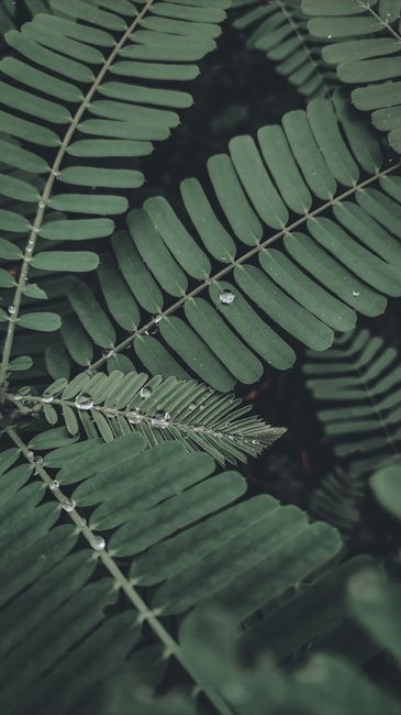 Detail Gambar Daun Tropis Estetik Number 20