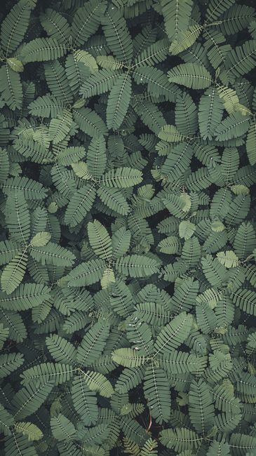 Detail Wallpaper Daun Hijau Minimalis Number 13