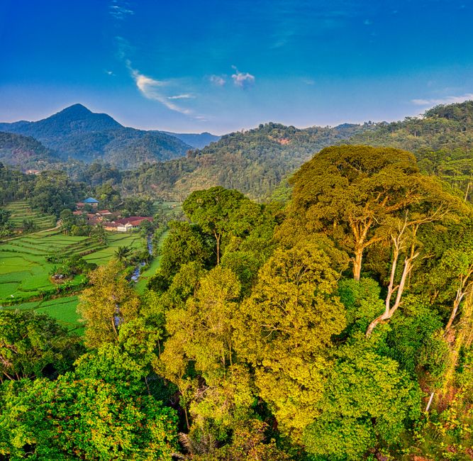 Detail Gambar Panorama Hutan Tropis Number 11