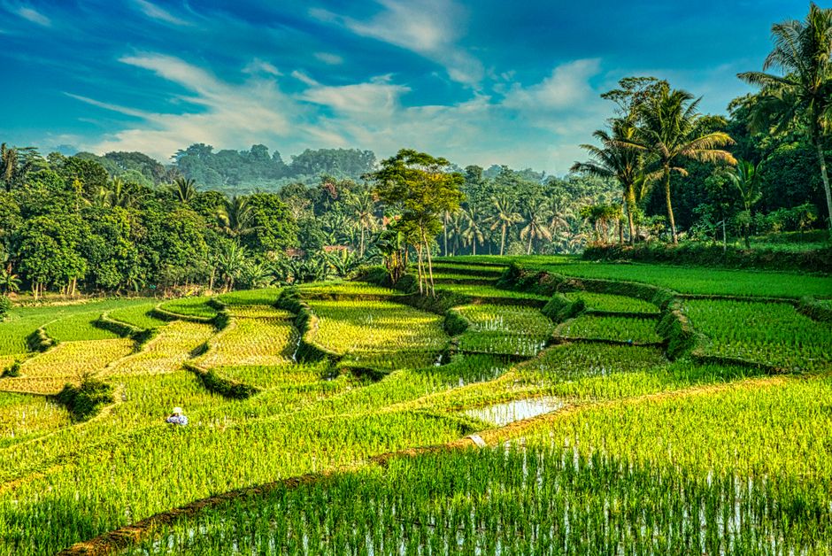 Detail Gambar Pemandangan Sawah Yang Indah Number 6