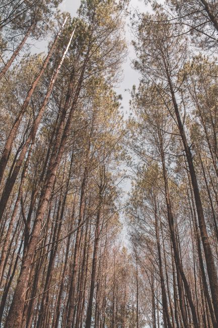 Detail Gambar Hutan Pinus Untuk Background Number 10
