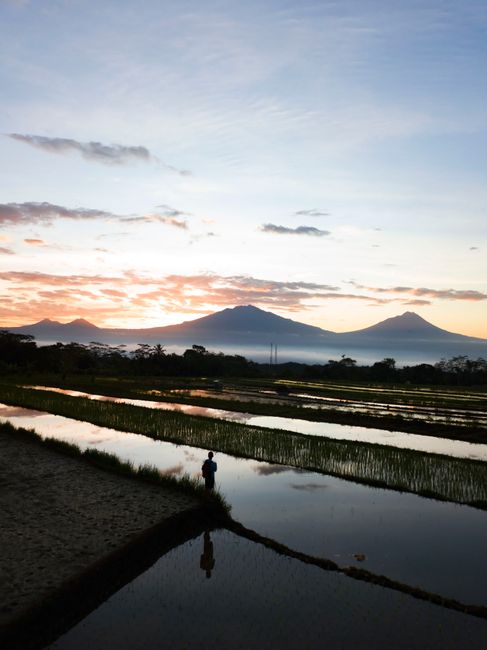Detail Gambar Sawah Saat Matahari Terbit Number 16