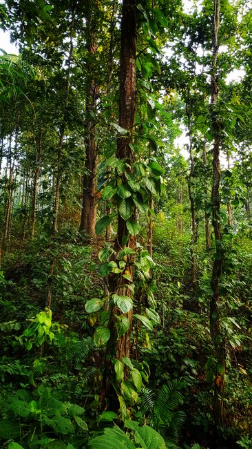 Detail Gambar Panorama Hutan Tropis Number 20