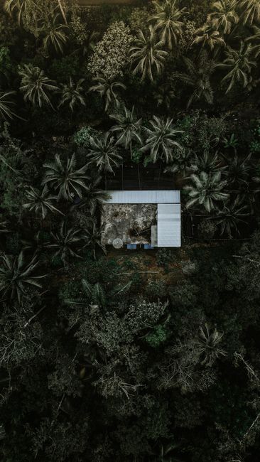 Detail Gambar Panorama Hutan Tropis Number 19