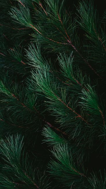 Detail Gambar Hutan Pinus Untuk Background Number 14