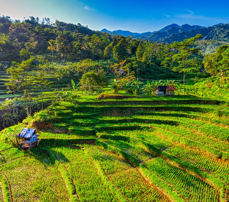 Detail Gambar Pemandangan Sawah Yang Indah Number 19