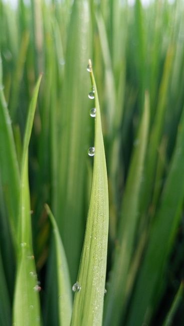 Detail Foto Hujan Di Tengah Sawah Number 6