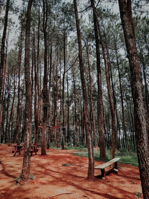 Detail Foto Pepohonan Rindang Di Hutan Number 12