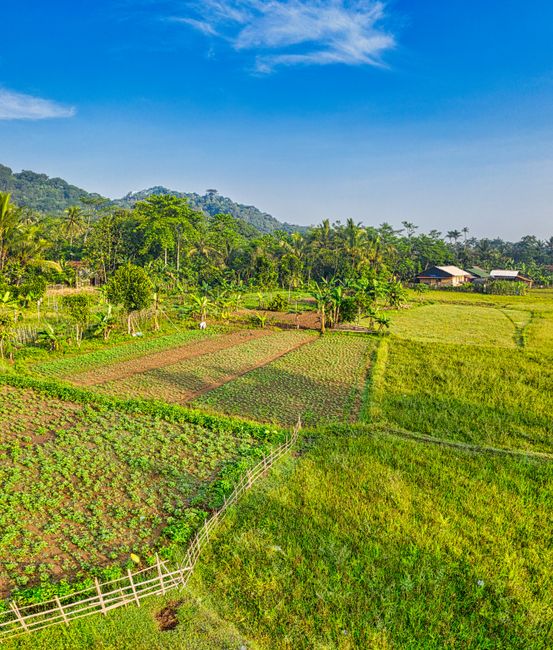 Detail Foto Kebun Organik Yang Hijau Number 13