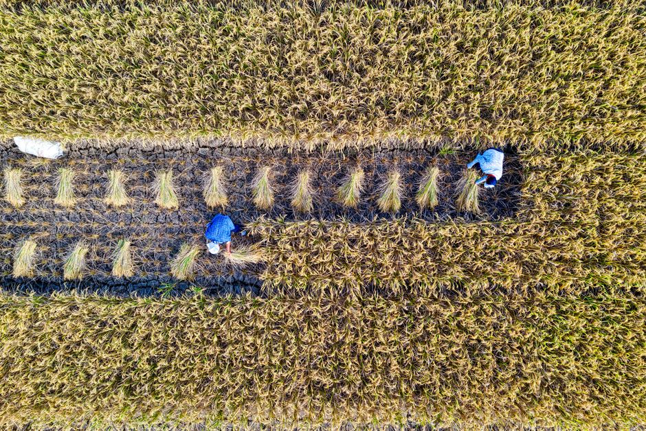 Detail Gambar Sawah Menguning Saat Panen Number 8