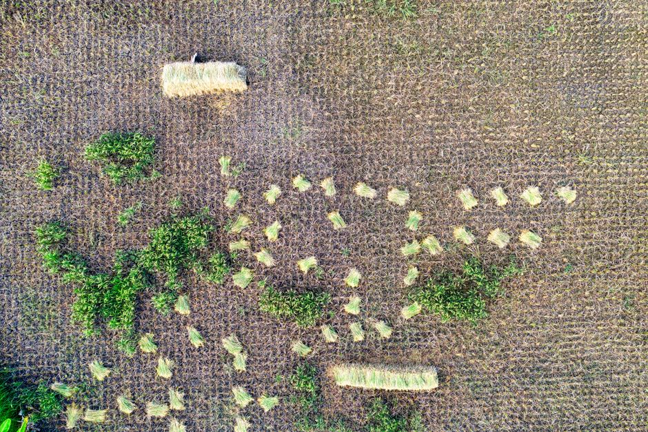 Detail Gambar Sawah Menguning Saat Panen Number 17