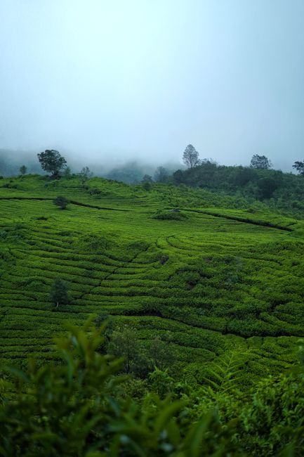 Detail Gambar Kebun Teh Yang Hijau Number 16