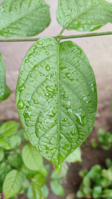 Detail Gambar Embun Pagi Di Daun Number 19
