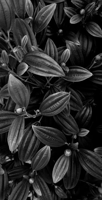 Detail Gambar Daun Tropis Estetik Number 15