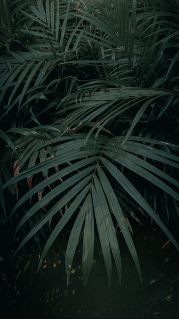 Detail Gambar Daun Tropis Estetik Number 6