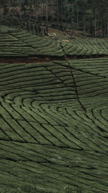 Detail Gambar Kebun Teh Yang Hijau Number 5