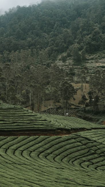 Detail Gambar Kebun Teh Yang Hijau Number 6