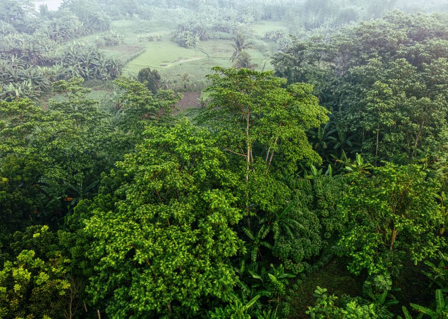 Detail Foto Hutan Tropis Di Indonesia Number 8