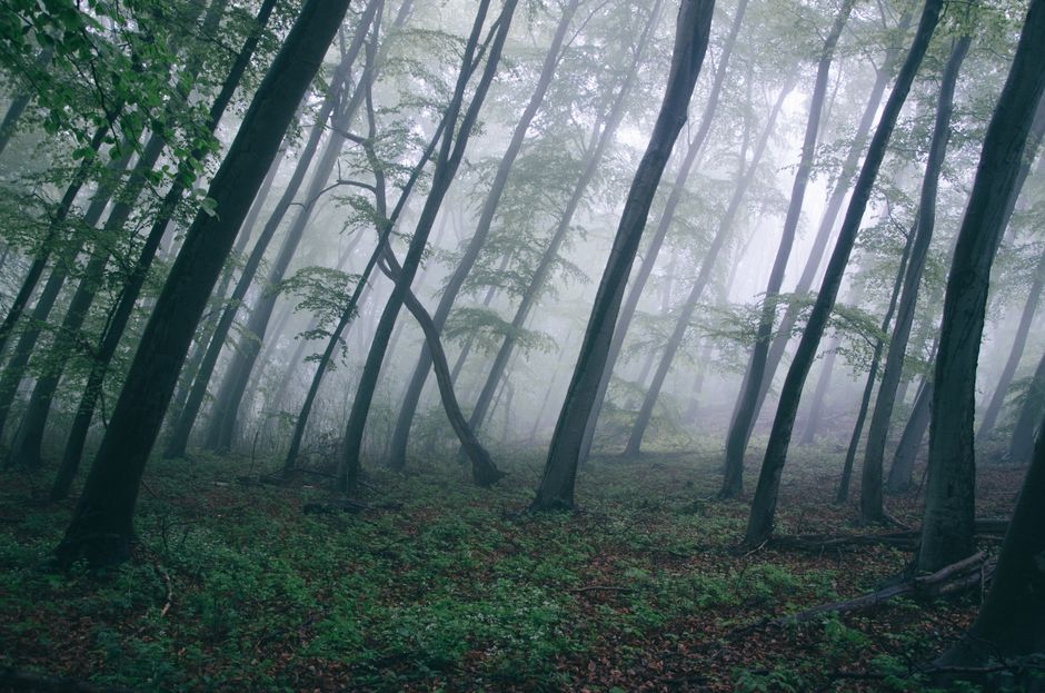 Wallpaper Hutan Hd Untuk Desktop