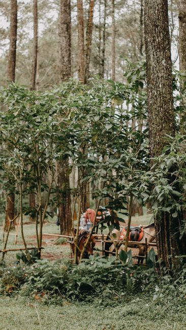 Detail Foto Pepohonan Rindang Di Hutan Number 15