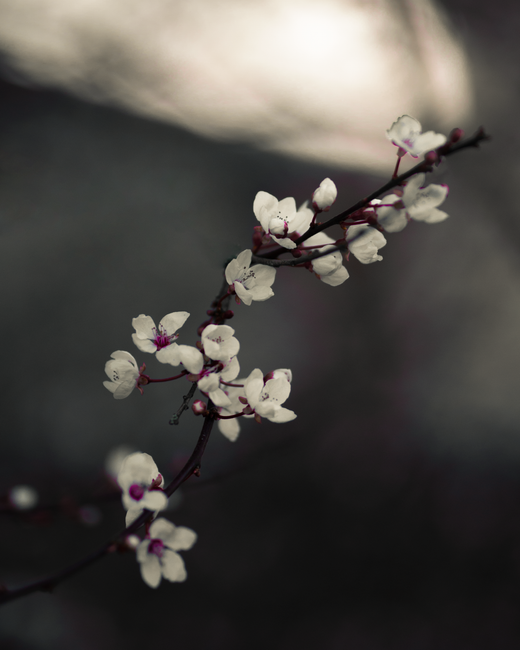 Detail Wallpaper Bunga Sakura Hd Number 5
