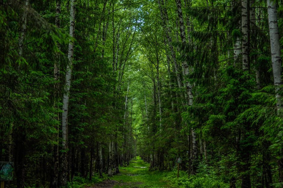 Detail Wallpaper Hutan Hd Untuk Desktop Number 7