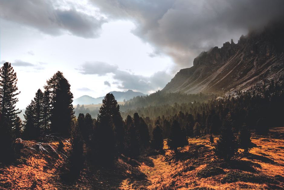 Detail Wallpaper Hutan Hd Untuk Desktop Number 3