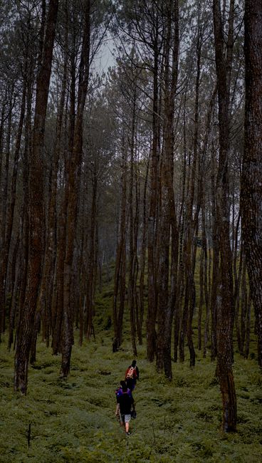 Detail Foto Hutan Pinus Yang Estetik Number 10