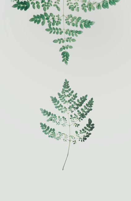 Detail Wallpaper Daun Hijau Minimalis Number 17