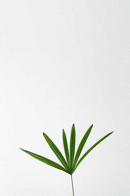 Detail Wallpaper Daun Hijau Minimalis Number 7